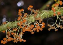 Debregeasia squamata - Infructescences - Click to enlarge!