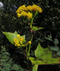 Delairea odorata - Inflorescence - Click to enlarge!