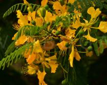 Delonix regia - Flowers and flower buds - Click to enlarge!