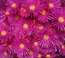 Delosperma cooperi - Flowers - Click to enlarge!