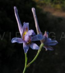 Delphinium gracile - Flower - Click to enlarge!