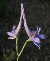 Delphinium gracile - Flower, side view - Click to enlarge!