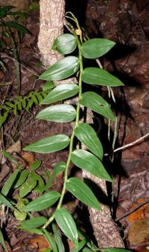 Dendrobium aphyllum - Habit - Click to enlarge!