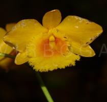 Dendrobium chrysotoxum - Flower - Click to enlarge!