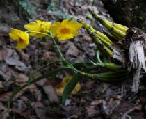 Dendrobium chrysotoxum - Inflorescence - Click to enlarge!