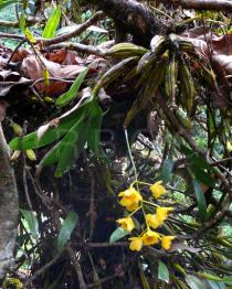 Dendrobium chrysotoxum - Habit - Click to enlarge!