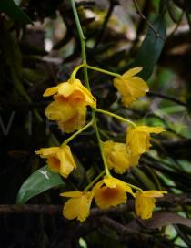 Dendrobium chrysotoxum - Inflorescence - Click to enlarge!