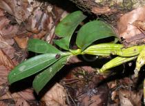 Dendrobium chrysotoxum - Foliage - Click to enlarge!