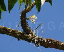 Dendrobium strongylanthum - Habit - Click to enlarge!