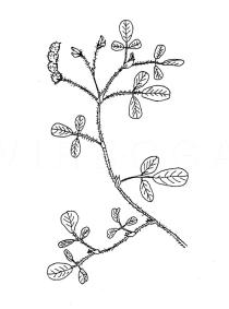Desmodium heterophyllum - Click to enlarge!