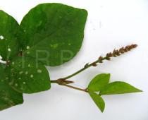 Desmodium laxiflorum - Leaves, close-up - Click to enlarge!