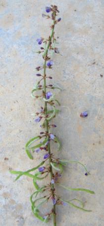 Desmodium laxiflorum - Branch with pods - Click to enlarge!