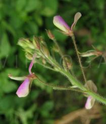 Desmodium tortuosum - Flower, side view - Click to enlarge!