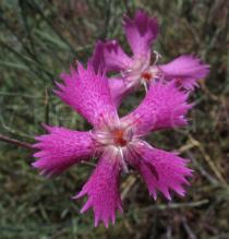 Dianthus cintranus - Flower - Click to enlarge!