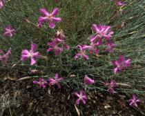 Dianthus cintranus - Flowers - Click to enlarge!