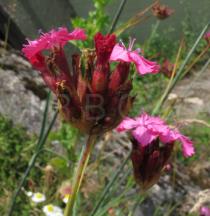 Dianthus giganteus - Flowers, side view - Click to enlarge!