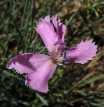 Dianthus lusitanus - Flower - Click to enlarge!