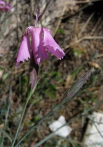 Dianthus lusitanus - Flower, side view - Click to enlarge!