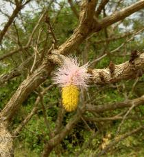 Dichrostachys cinerea - Flower - Click to enlarge!