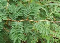 Dichrostachys cinerea - Branch - Click to enlarge!