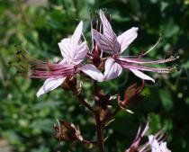 Dictamnus albus - Flowers - Click to enlarge!