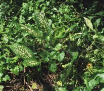 Dieffenbachia maculata - Habit - Click to enlarge!