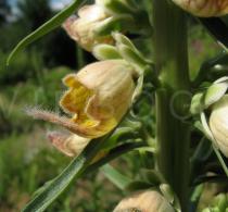 Digitalis ferruginea - Flower - Click to enlarge!