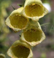 Digitalis lanata - Flowers - Click to enlarge!