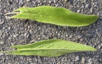 Digitalis minor - Upper and lower surface of leaf - Click to enlarge!