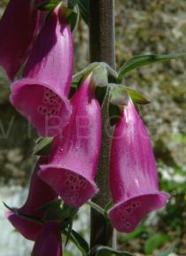 Digitalis purpurea - Flowers close-up - Click to enlarge!