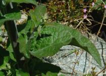 Digitalis purpurea - Leaf insertion - Click to enlarge!