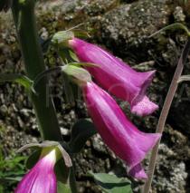 Digitalis purpurea - Flowers side view - Click to enlarge!
