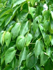 Dioscorea alata - Leaves - Click to enlarge!