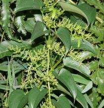 Dioscorea alata - Inflorescence - Click to enlarge!