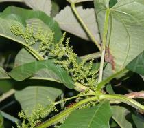 Dioscorea alata - Inflorescence, close-up - Click to enlarge!