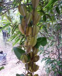 Dioscorea bemandry - Fruits - Click to enlarge!