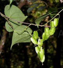 Dioscorea bulbifera - Fruits - Click to enlarge!