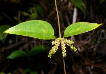Dioscorea cirrhosa - Inflorescence - Click to enlarge!