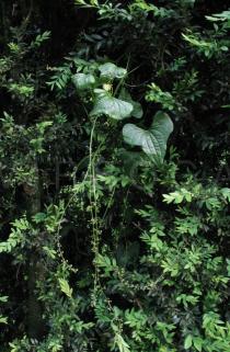 Dioscorea communis - Habit - Click to enlarge!