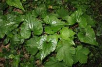 Dioscorea communis - Foliage - Click to enlarge!