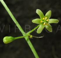 Dioscorea communis - Flower - Click to enlarge!