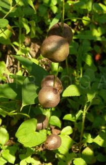 Dioscorea glabra - Bulbils - Click to enlarge!