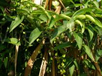 Dioscorea glabra - Foliage and infructescences - Click to enlarge!
