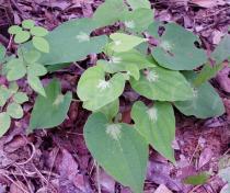 Dioscorea maciba - Juvenil foliage - Click to enlarge!