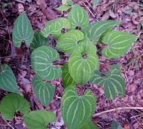 Dioscorea maciba - Juvenil foliage - Click to enlarge!