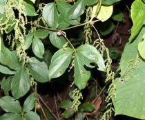 Dioscorea menglaensis - Inflorescences - Click to enlarge!
