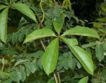 Dioscorea pentaphylla - Foliage - Click to enlarge!