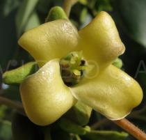 Diospyros kaki - Flower - Click to enlarge!
