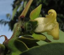 Diospyros kaki - Flower, side view - Click to enlarge!