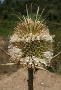 Dipsacus fullonum - Flower head - Click to enlarge!